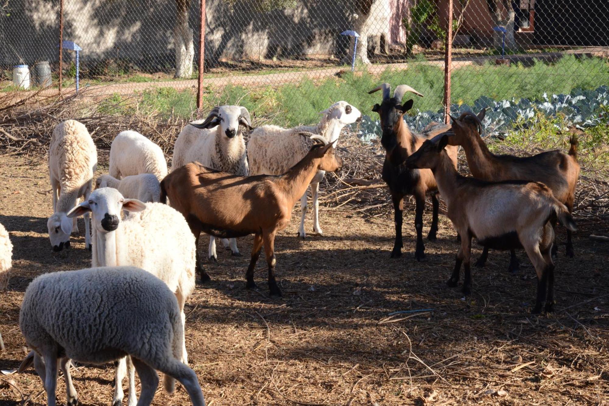 Eco Farm Tayssir Hotel Marrakesh Exterior photo