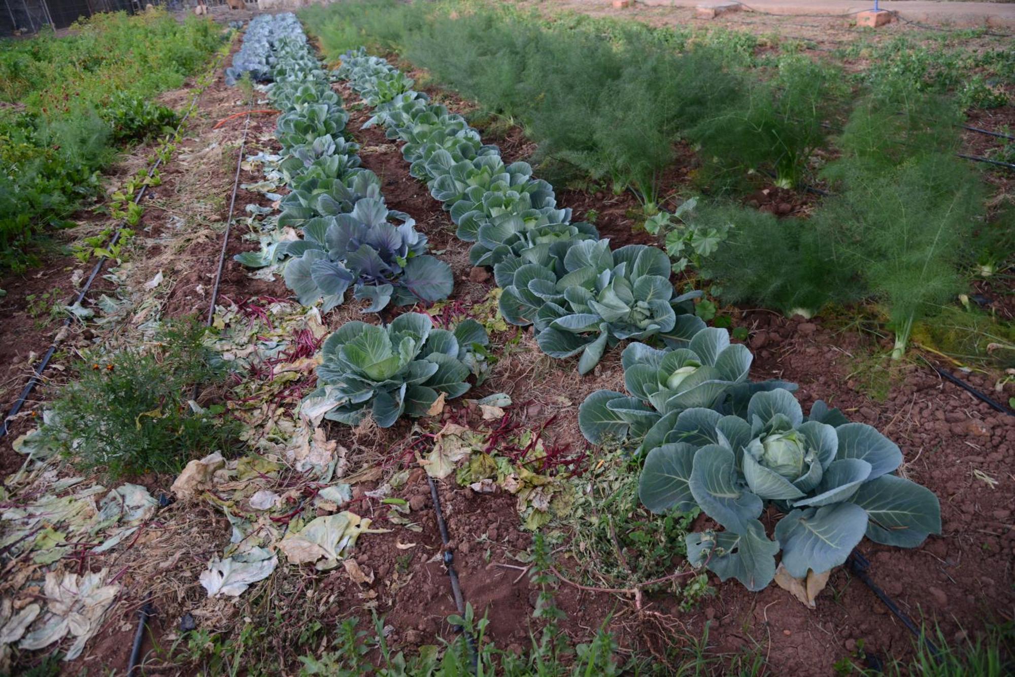 Eco Farm Tayssir Hotel Marrakesh Exterior photo