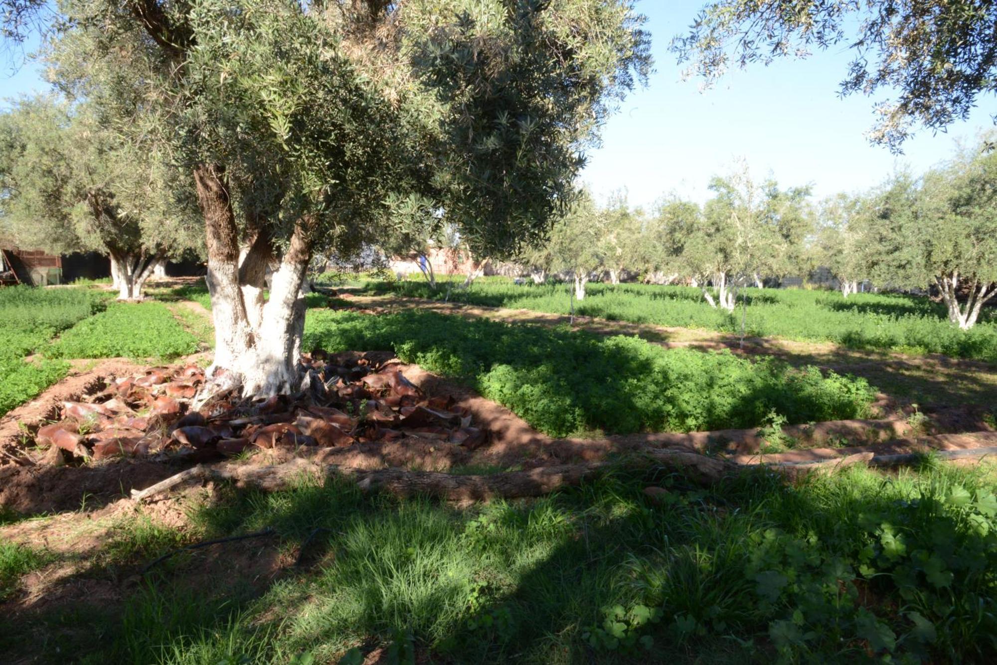 Eco Farm Tayssir Hotel Marrakesh Exterior photo