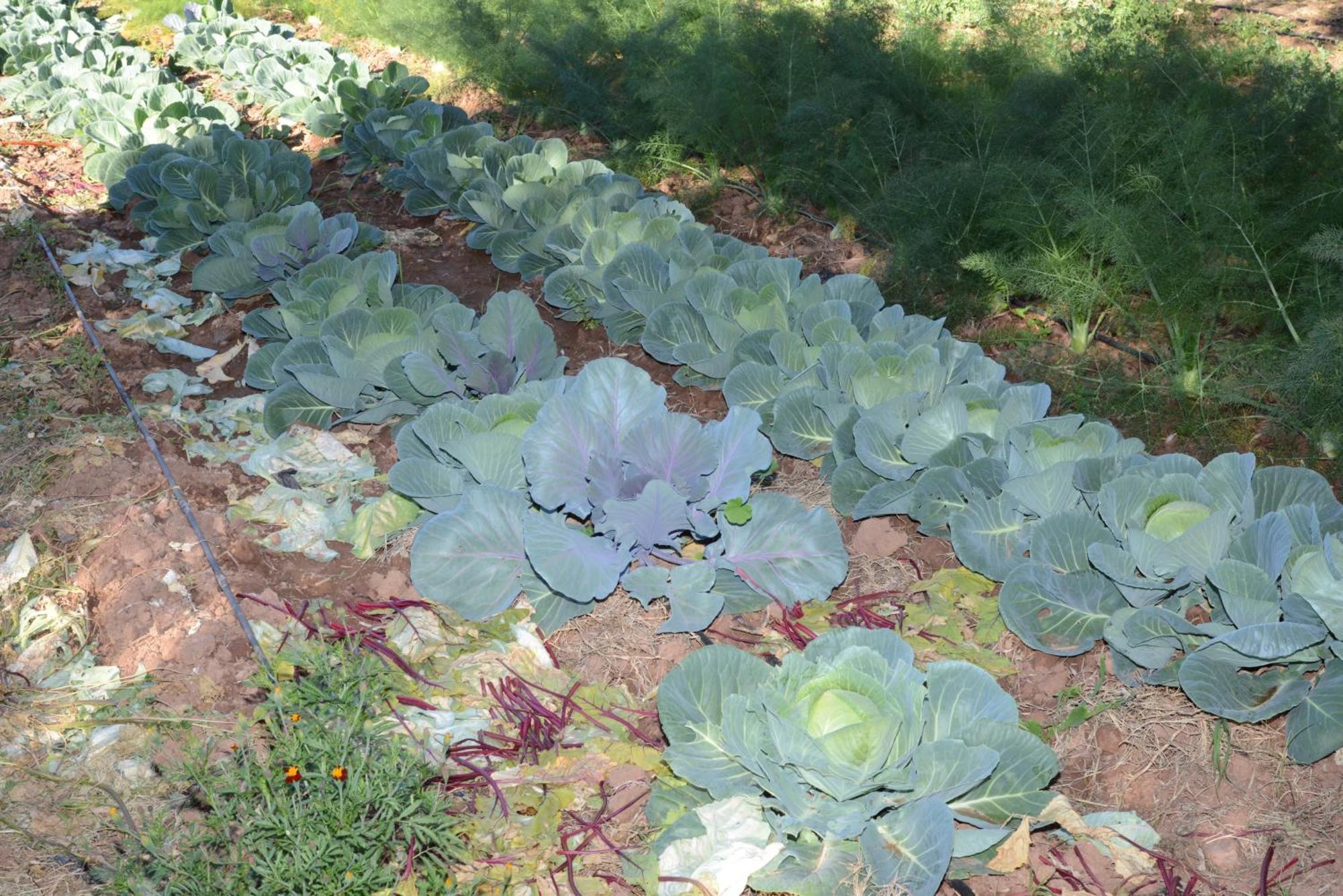 Eco Farm Tayssir Hotel Marrakesh Exterior photo